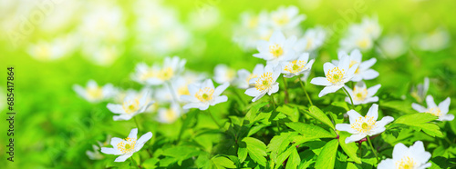Spring landscape, banner, panorama - view of the anemone nemorosa in the spring forest in the rays of the sun. Horizontal background with copy space for text
