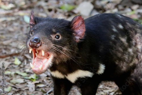 Tasmanian devil (Sarcophilus harrisii)