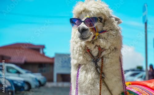 Llama con gafas