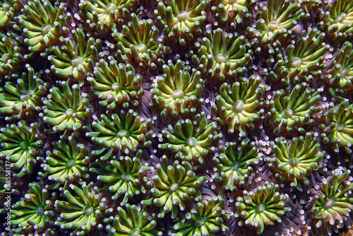 Galaxy coral polyps - Galaxea fascicularis