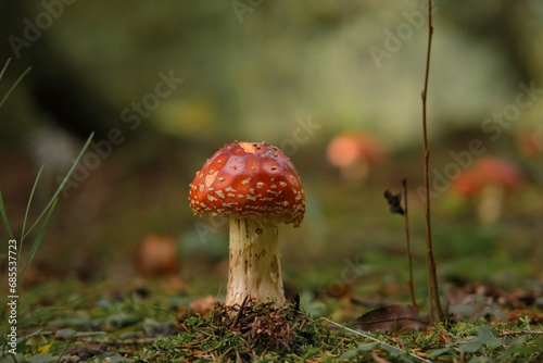 Autumnal background. Amanita muscaria mushroom in a forest. Harvest fungi. Fly agaric, wild poisonous red mushroom against a brown fallen leaves. Fall season. Red-headed hallucinogenic toxic fungus.