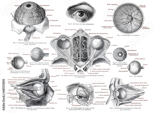 Human anatomy of the eye or eyes. anatomy illustration of the human eyes. Vintage hand drawn human eye anatomy collection or poster. 