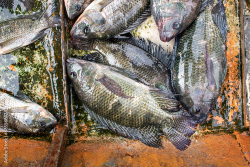 live tilapia fish in the market, close up of freshwater fish tilapia (speckled tilapias), Tilapia are mainly freshwater fish inhabiting shallow streams, ponds, rivers, and lakes