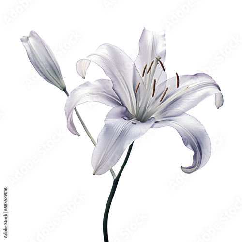 Grey crystal lilly flower,grey lilly flower made of crystal isolated on transparent background,transparency 