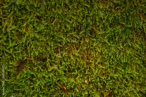 moss plant nature lichen herb flora outdoors closeup natural lea