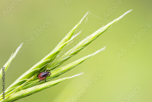 small common tick on a green grass with green background. Horizontal macro nature photograph. lyme disease carrier.