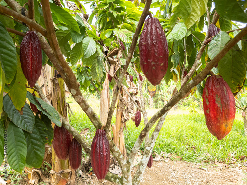 Cacao tree with fruits planted on farm in Ilheus, Bahia, Brazil