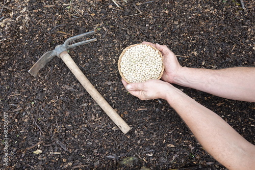 gardener's hands hold pea seeds on fertile soil for planting next to a hoe