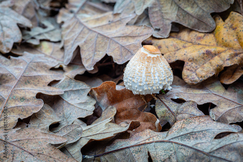 Lepiota cristata. Stinking Dapperling. Smelly lepiota among dry oak leaves.