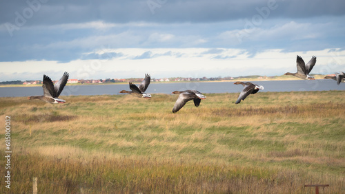 Eine Gruppe Graugänse im Flug an der deutschen Nordseeküste