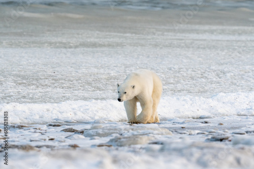 Polar Bear on the shore of Hudson