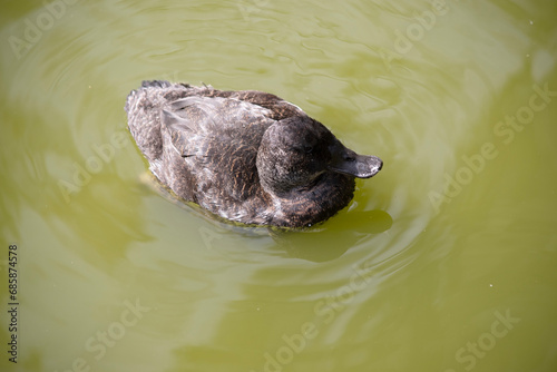 the female hardheaded duck has brown eyes and is all brown with a black beak