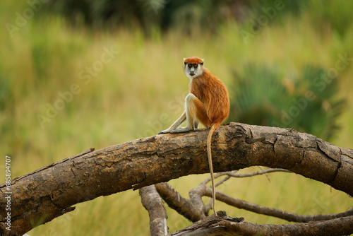 Common patas monkey - Erythrocebus patas also hussar monkey, ground-dwelling monkey distributed in the West and East Africa, stand and guard on the tree, feed on the ground