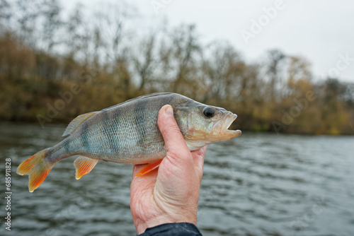 Small European perch in fisherman's hand