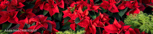 Christmas floral holiday background in red and green, red poinsettia plants and green evergreen plants, as a nature background 