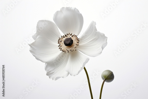 White poppy blooming nature closeup blossom plant petal spring floral flora green flower