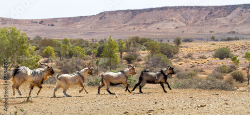 Feral goats running away in Sturt National Park in New South Wales, Australia.