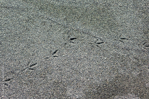 砂浜の上に残された鳥の足あと 