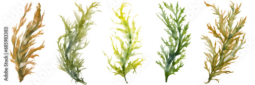 watercolour seaweed set isolated on transparent background - design element PNG cutout collection