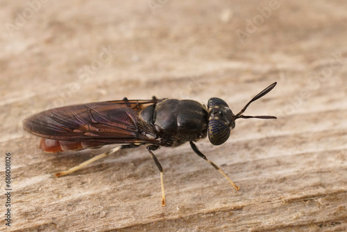 Detailed dorsal closeup on a cosmopolitian diptera species, the black soldier fly, Hermetia illucens sitting on wood