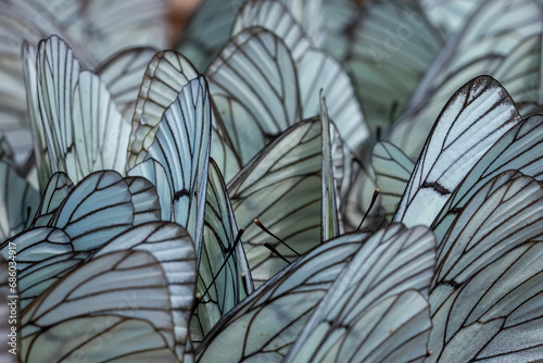 Black-veined White,Aporia crataegi, turkısh name alıç kelebeği