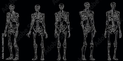 squelettes humains Illustration vectorielle dans différentes poses. Parfait pour les conceptions éducatives, médicales, d’Halloween ou anatomiques. Structure osseuse détaillée de haute qualité compren