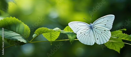 White butterfly resting on a leaf.