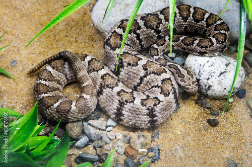 Lower California Rattlesnake. A dangerous poisonous rattlesnake. The average body length of the rattlesnake is 60-80 cm, but some species reach a length of about 1.5 meters. The snake's body is cover
