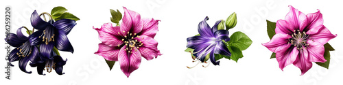 Belladonna flower clipart collection, vector, icons isolated on transparent background