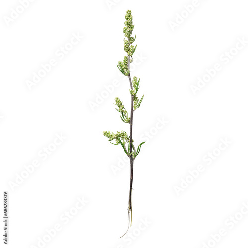 Poa trivialis (rough bluegrass, rough-stalked meadow-grass or rough meadow-grass ), is ornamental plant. It is part of grass family.