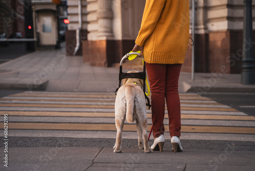 A blind girl with her guide dog Labrador crosses the road at a pedestrian crossing in the city center