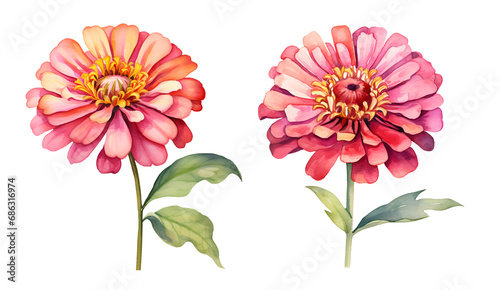 Zinnia graceful flower, watercolor clipart illustration with isolated background