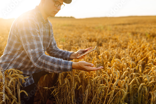 Male hands of a farmer check the quality and growth of the crop in a wheat field. An agronomist with a digital tablet checks the crop before harvesting. Business concept. A bountiful harvest.