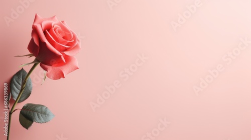 A romantic rose on pink background, love theme