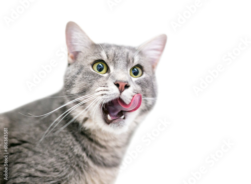 A gray tabby domestic shorthair cat licking its lips