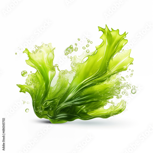 Green Seaweed algae ulva lactuca with bubbles isolated on a white background.