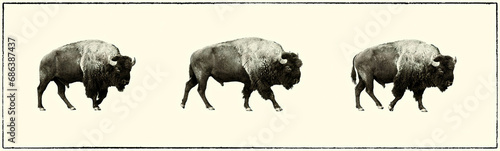 three bison walking, grand teton national park