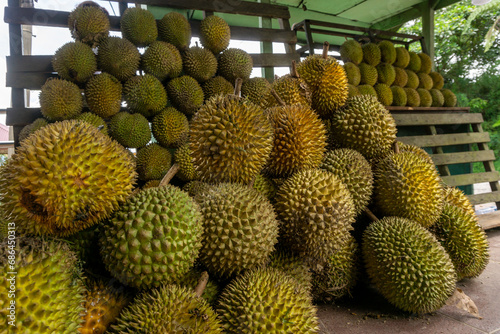 Group of durian fruits at local market. Asian fruit with intense aromas. Fresh durian fruit.