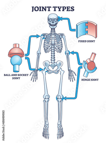 Joint types with fixed, hinge or ball and socket connections outline diagram. Labeled educational medical scheme with skeletal system and bone support vector illustration. Simple anatomical examples.