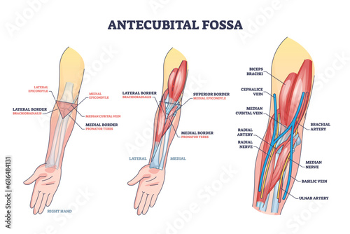 Antecubital fossa anatomy with human hand structure outline diagram. Labeled educational area of anatomical arm and forearm transition vector illustration. Elbow veins, arteries and muscles location.