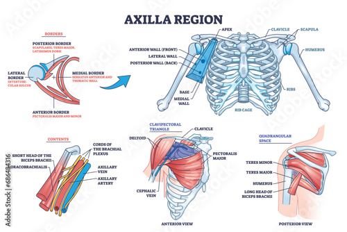 Axilla region anatomy with skeletal or muscular structure outline diagram. Labeled educational medical scheme with borders, contents, clavipectoral triangle and quadrangular space vector illustration