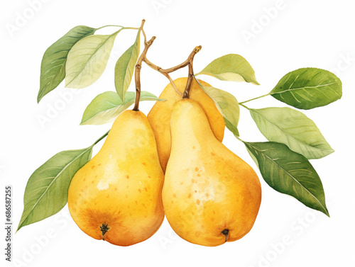 Pear with Leaf. and Blossom. Watercolour Illustration of Fresh Ripe Pears Isolated on White.