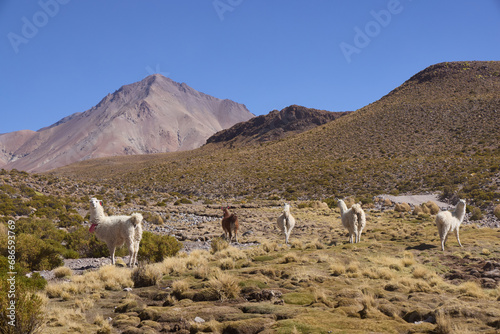 Free-grazing llamas in the Andes, Bolivia