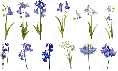 A collection of real bluebell flowers isolated on transparent background 