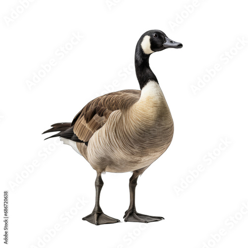 Canada Goose isolated on transparent background