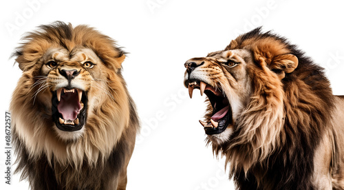 King of Lions: Set of Aggressive Roaring Lion Portraits, Isolated on Transparent Background, PNG
