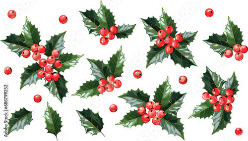 Christmas flowers.Holly leaves and berries. New Year's plant for decoration