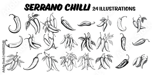 Collection of drawn jalapeño chillis. Sketch illustration