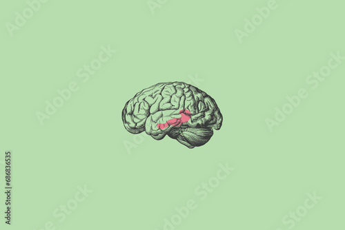 Hippocampus. Short-term Memory Storage, Learning, Emotion Concept Image. Human Brain Illustration.Minimalist Aesthetics.