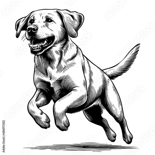 Happy Labrador dog jumping. Hand Drawn Pen and Ink. Vector Isolated in White. Engraving vintage style illustration for print, tattoo, t-shirt, sticker